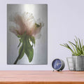 'Translucent Peony VII' by Debra Van Swearingen – Metal Wall Art, 12x16 room view