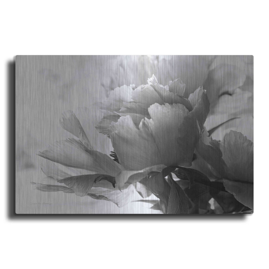 'Translucent Peony IBW' by Debra Van Swearingen – Metal Wall Art