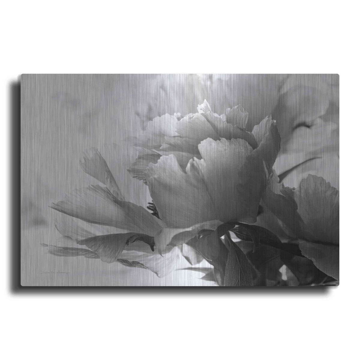 'Translucent Peony IBW' by Debra Van Swearingen – Metal Wall Art