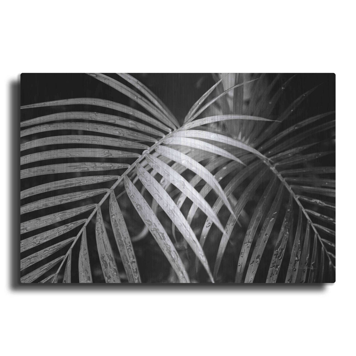 'Palm Fronds' by Debra Van Swearingen – Metal Wall Art