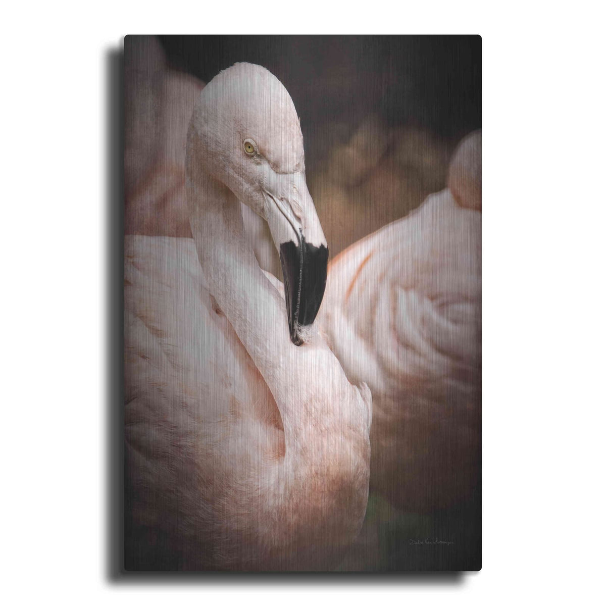 'Chilean Flamingo II' by Debra Van Swearingen – Metal Wall Art