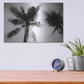 'Palm Tree Looking Up II' by Debra Van Swearingen – Metal Wall Art, 16x12 room view