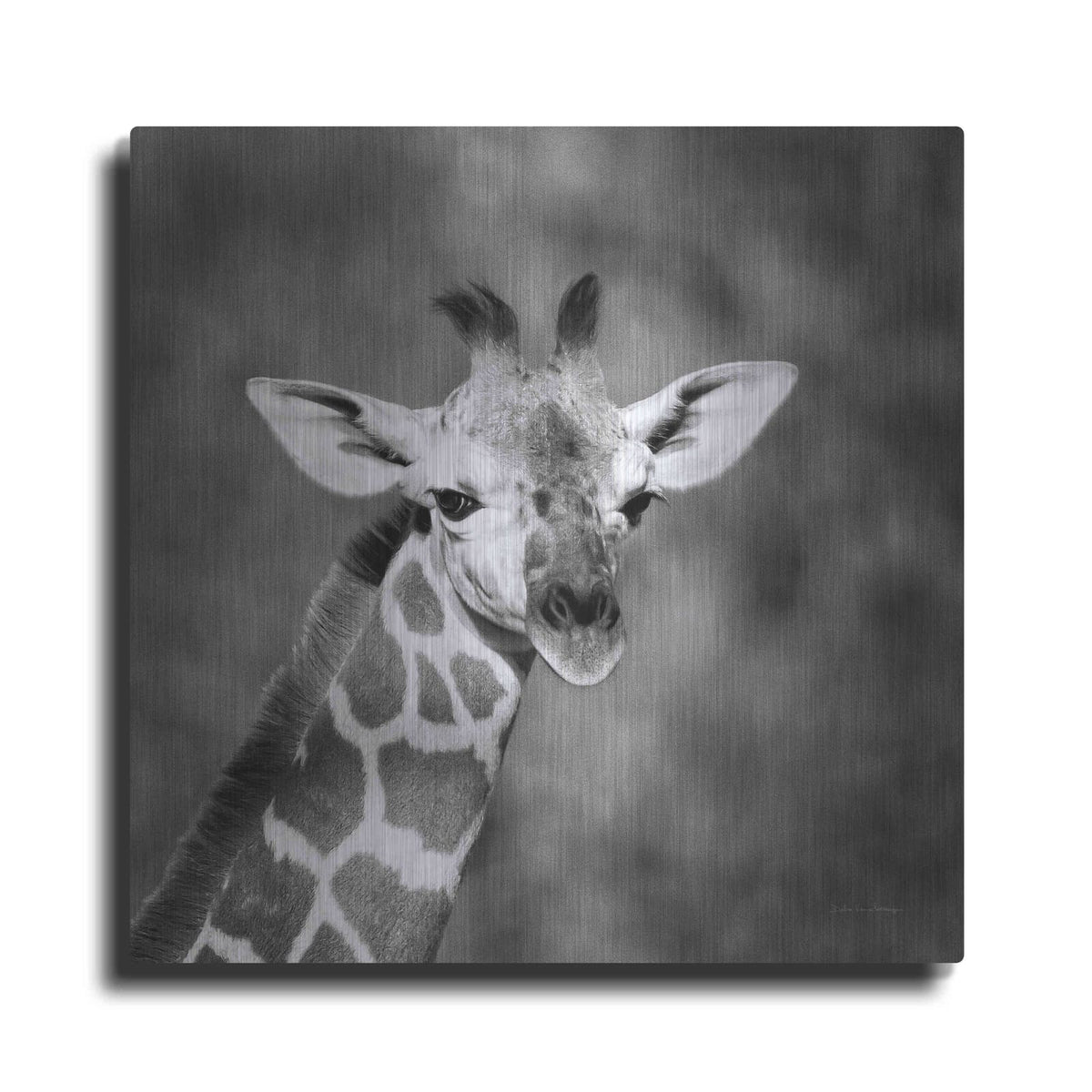 'Little Guy' by Debra Van Swearingen – Metal Wall Art