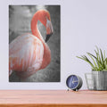 'Flamingo I on BW' by Debra Van Swearingen – Metal Wall Art, 12x16 room view