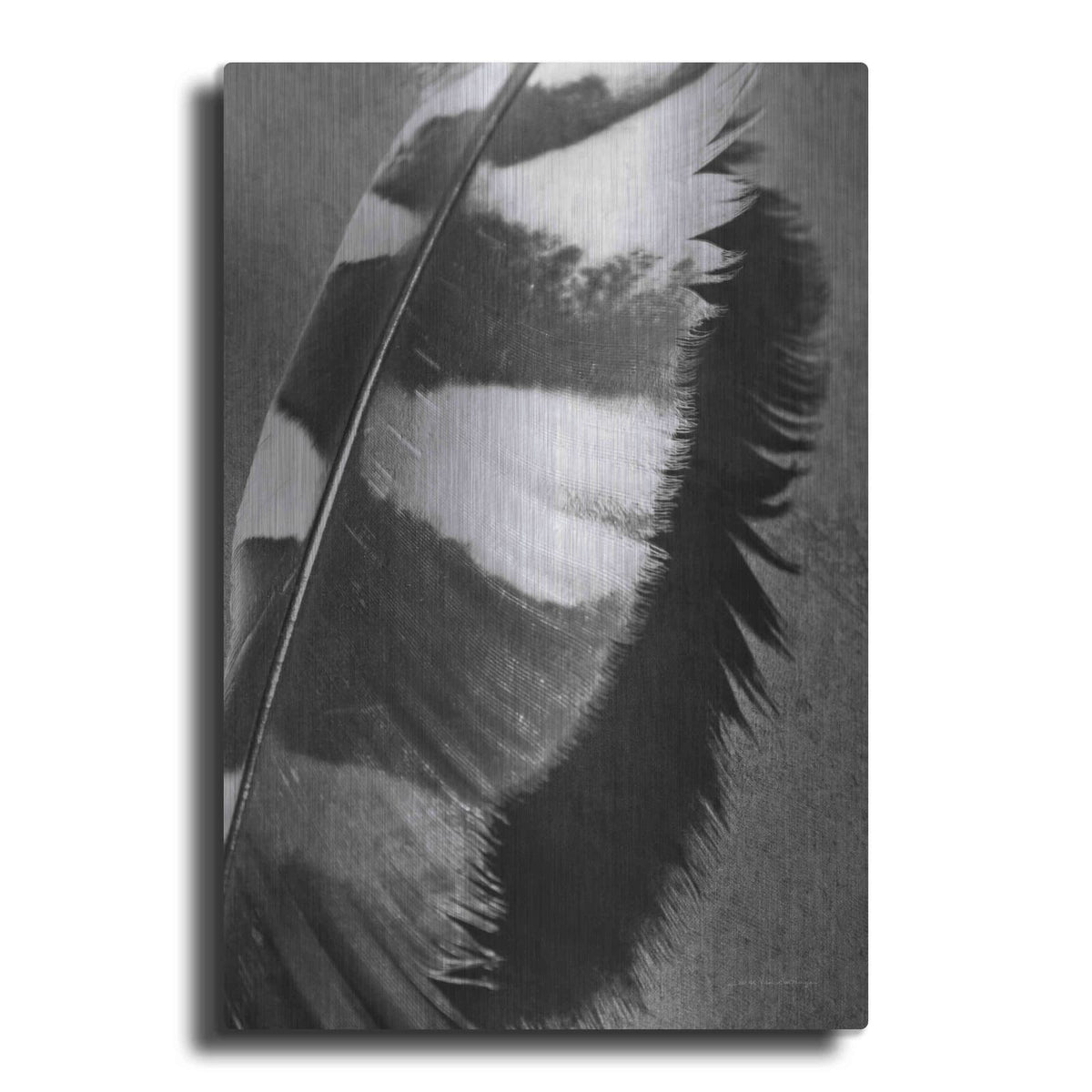 'Feather Shadow I' by Debra Van Swearingen – Metal Wall Art