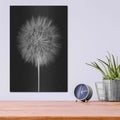 'Dandelion Fluff on Black' by Debra Van Swearingen – Metal Wall Art, 12x16 room view