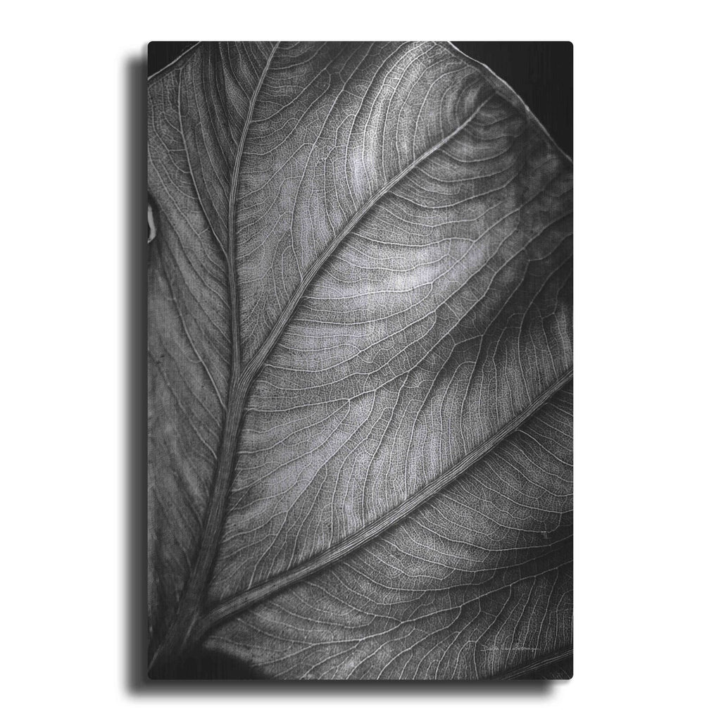 'Elephant Ear II' by Debra Van Swearingen – Metal Wall Art