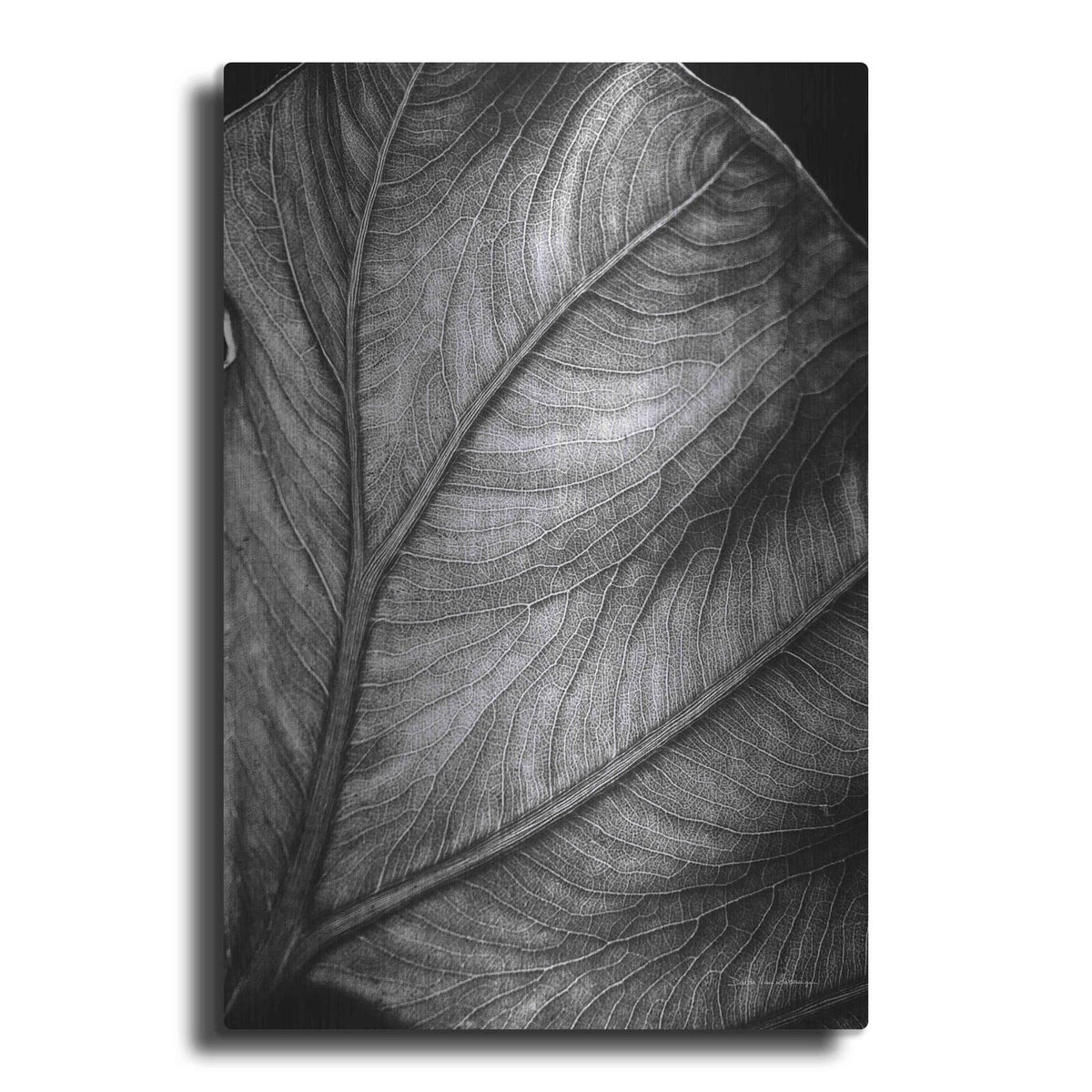 'Elephant Ear II' by Debra Van Swearingen – Metal Wall Art