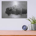 'Buffalo II BW' by Debra Van Swearingen – Metal Wall Art, 16x12 room view