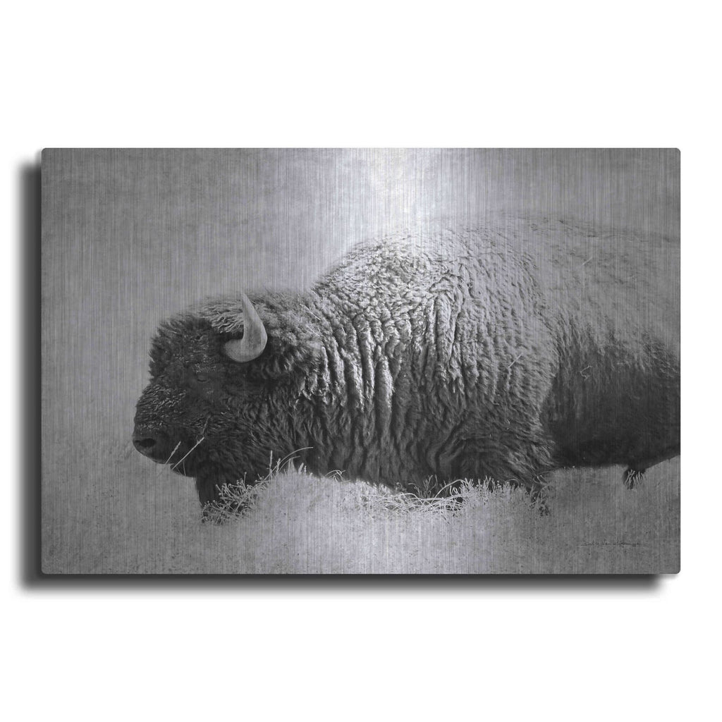 'Buffalo II BW' by Debra Van Swearingen – Metal Wall Art