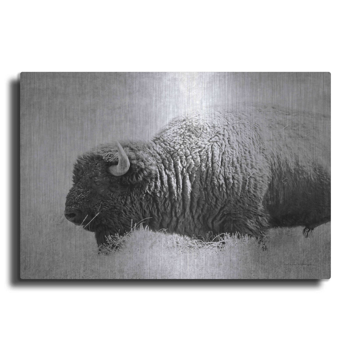 'Buffalo II BW' by Debra Van Swearingen – Metal Wall Art