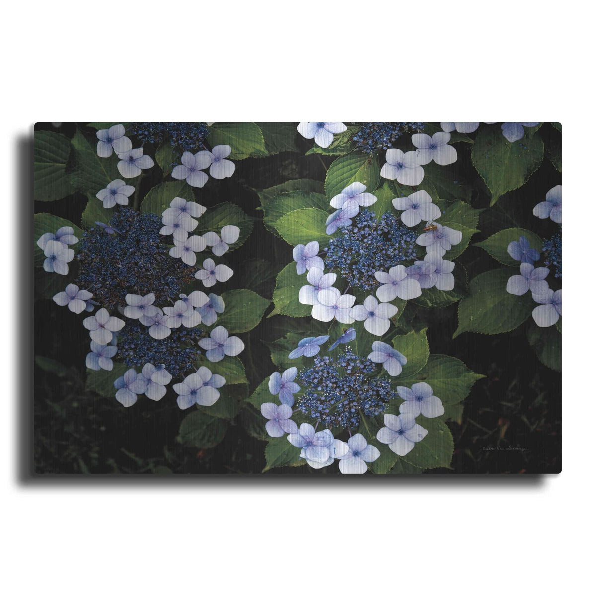 'Hydrangeas Opening' by Debra Van Swearingen – Metal Wall Art