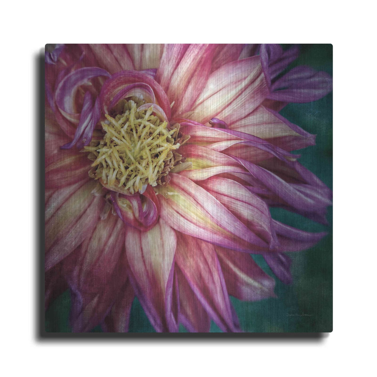 'Dahlia I' by Debra Van Swearingen – Metal Wall Art