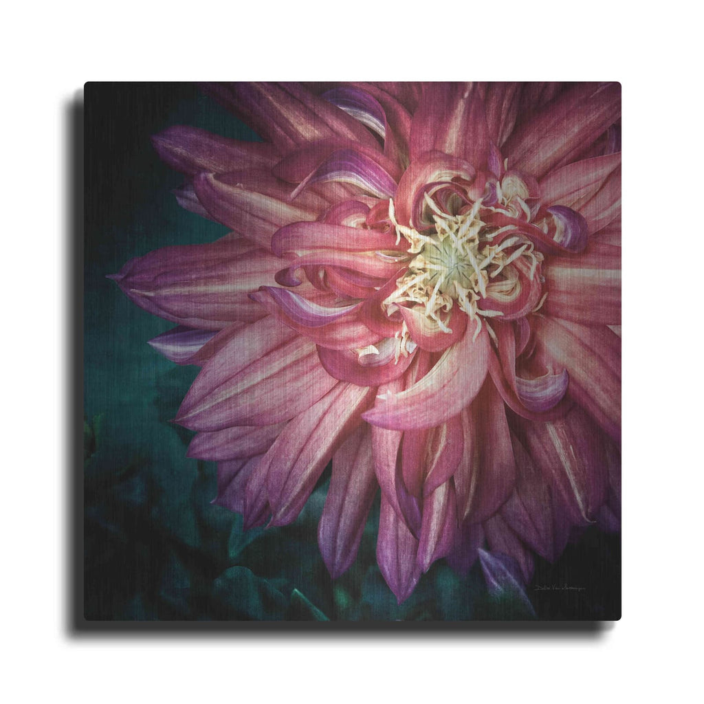 'Dahlia II' by Debra Van Swearingen – Metal Wall Art