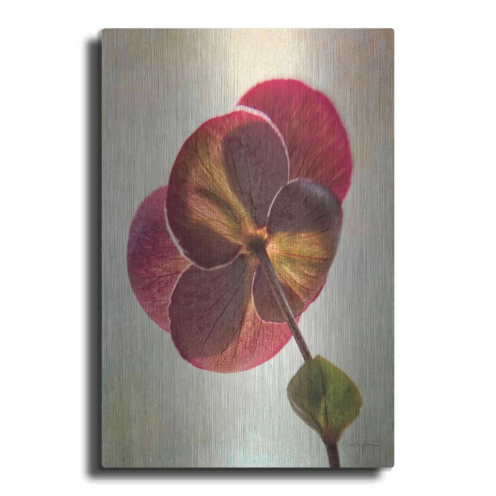 'Lenton Rose II' by Debra Van Swearingen – Metal Wall Art