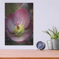 'Lenton Rose IV' by Debra Van Swearingen – Metal Wall Art, 12x16 room view