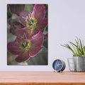 'Lenton Rose V' by Debra Van Swearingen – Metal Wall Art, 12x16 room view
