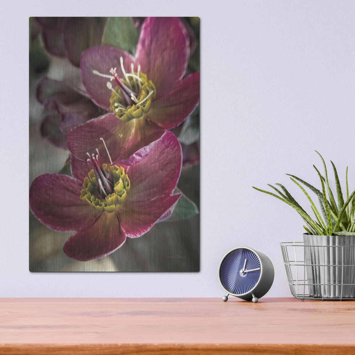 'Lenton Rose V' by Debra Van Swearingen – Metal Wall Art, 12x16 room view
