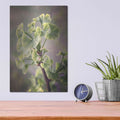 'Sprouting Ginkgo I' by Debra Van Swearingen – Metal Wall Art, 12x16 room view