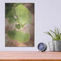 'Sprouting Ginkgo IV' by Debra Van Swearingen – Metal Wall Art, 12x16 room view