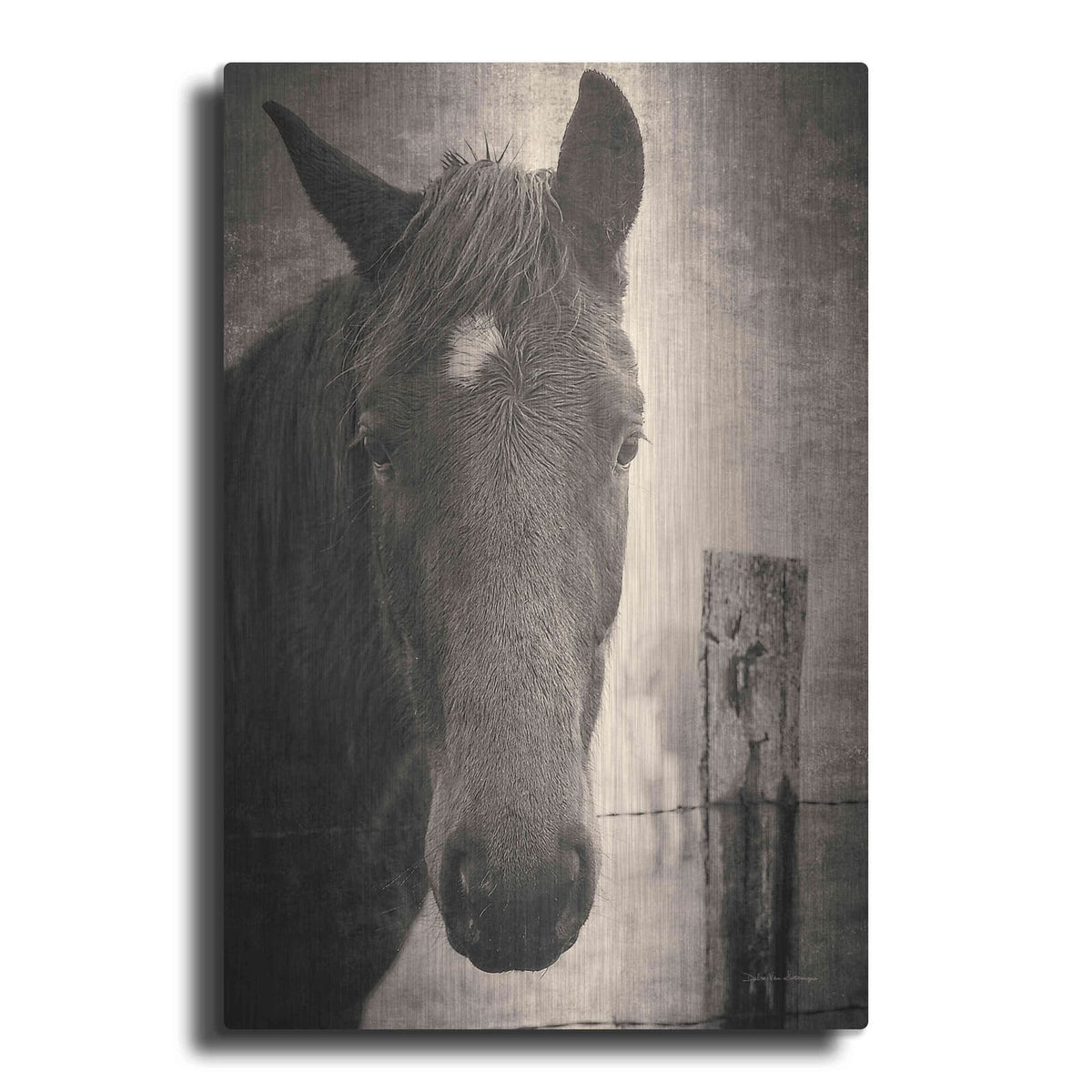 'Heres Looking at You I' by Debra Van Swearingen – Metal Wall Art