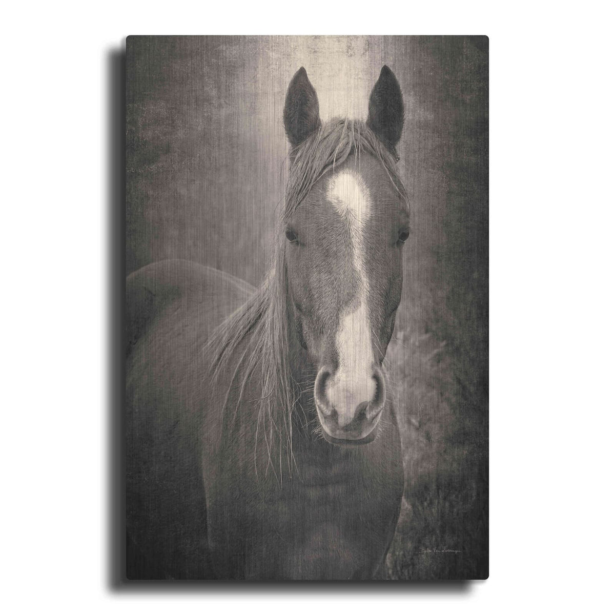 'Heres Looking at You II' by Debra Van Swearingen – Metal Wall Art