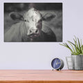 'Pasture Cow' by Debra Van Swearingen – Metal Wall Art, 16x12 room view