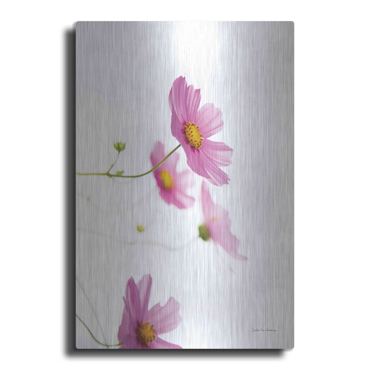'Pale Cosmos I' by Debra Van Swearingen – Metal Wall Art