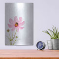 'Pale Cosmos II' by Debra Van Swearingen – Metal Wall Art, 12x16 room view