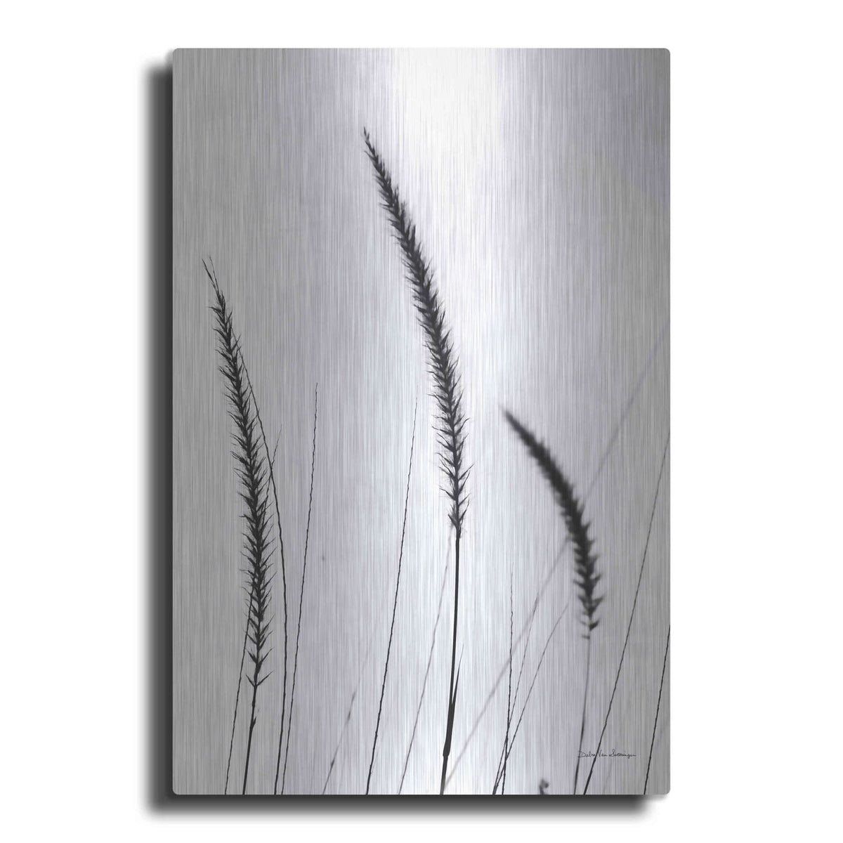 'Field Grasses IV White' by Debra Van Swearingen – Metal Wall Art