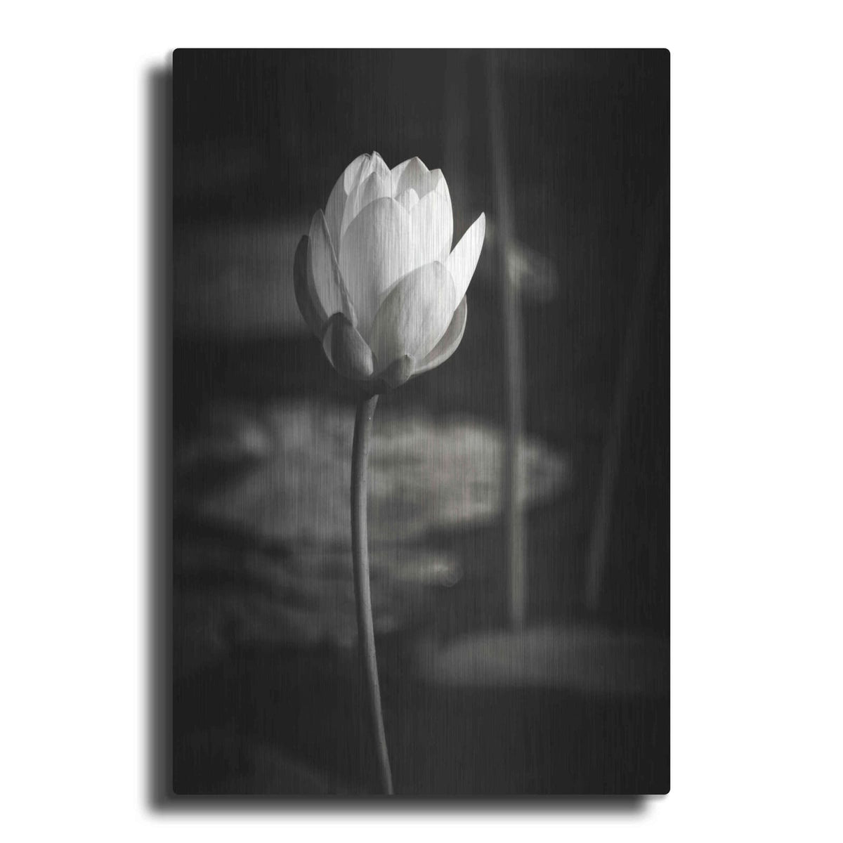 'Lotus Flower VI' by Debra Van Swearingen – Metal Wall Art
