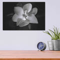 'SID14511_Magnolia' by Debra Van Swearingen – Metal Wall Art, 16x12 room view