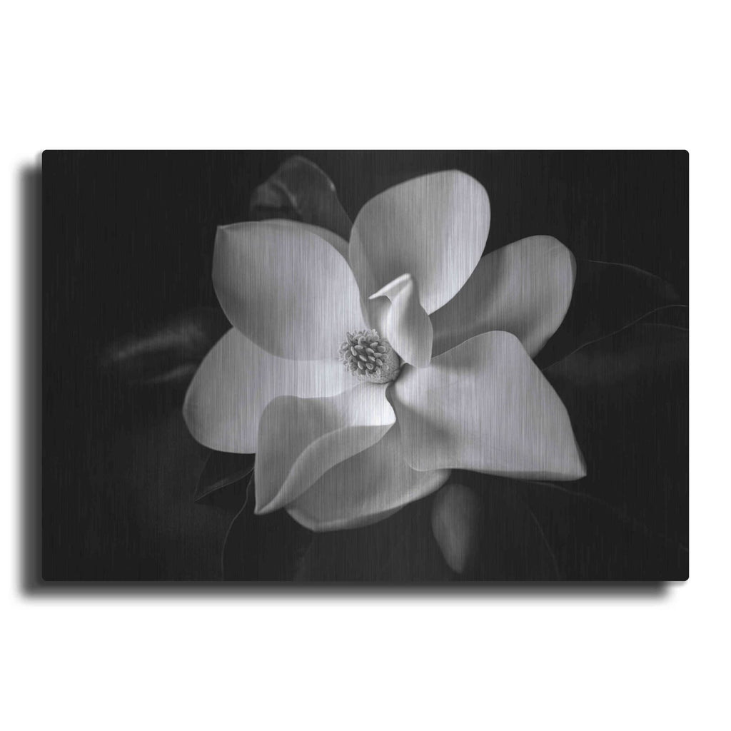 'SID14511_Magnolia' by Debra Van Swearingen – Metal Wall Art