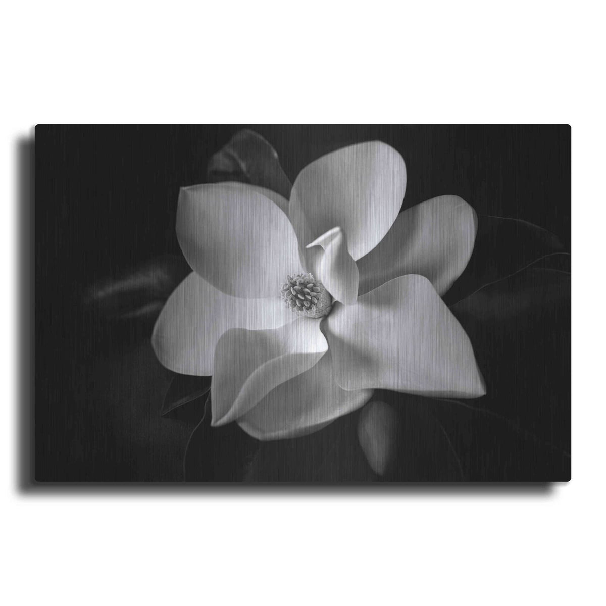 'SID14511_Magnolia' by Debra Van Swearingen – Metal Wall Art