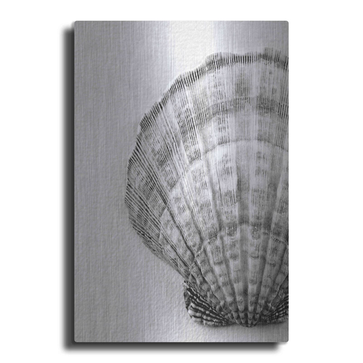 'On The Half Shell' by Debra Van Swearingen – Metal Wall Art