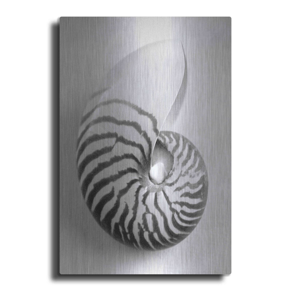 'Nautilus 2' by Debra Van Swearingen – Metal Wall Art