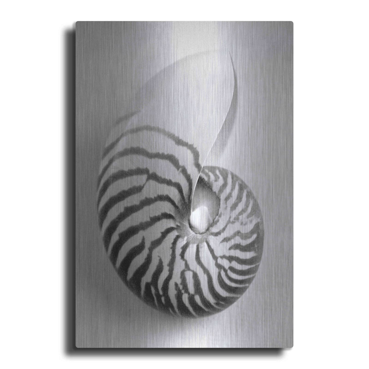 'Nautilus 2' by Debra Van Swearingen – Metal Wall Art