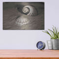 'Scallop Tonna' by Debra Van Swearingen – Metal Wall Art, 16x12 room view