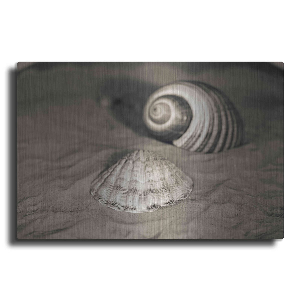 'Scallop Tonna' by Debra Van Swearingen – Metal Wall Art