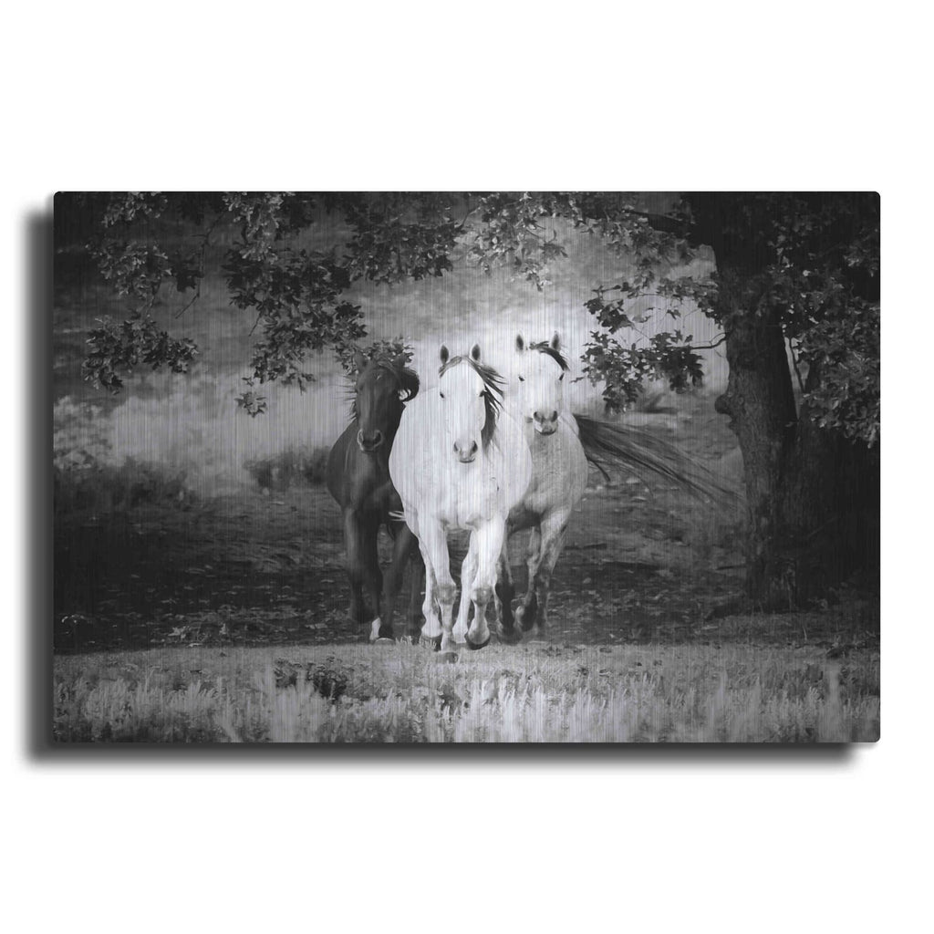 'Three Wild Horses BW' by Debra Van Swearingen – Metal Wall Art