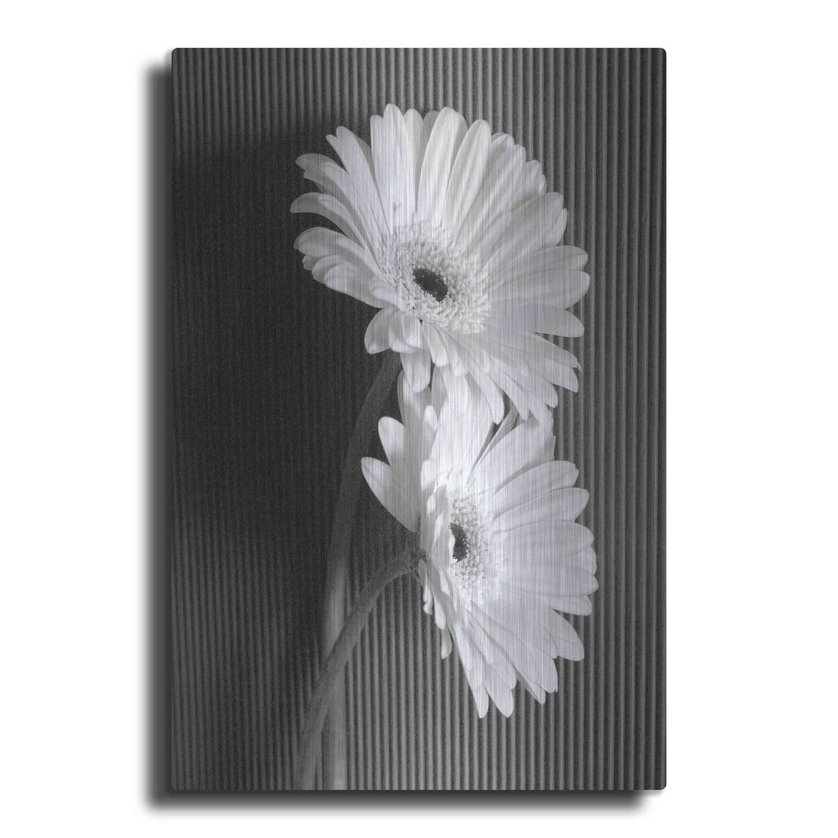 'Fresh Cut Daisy I' by Debra Van Swearingen – Metal Wall Art