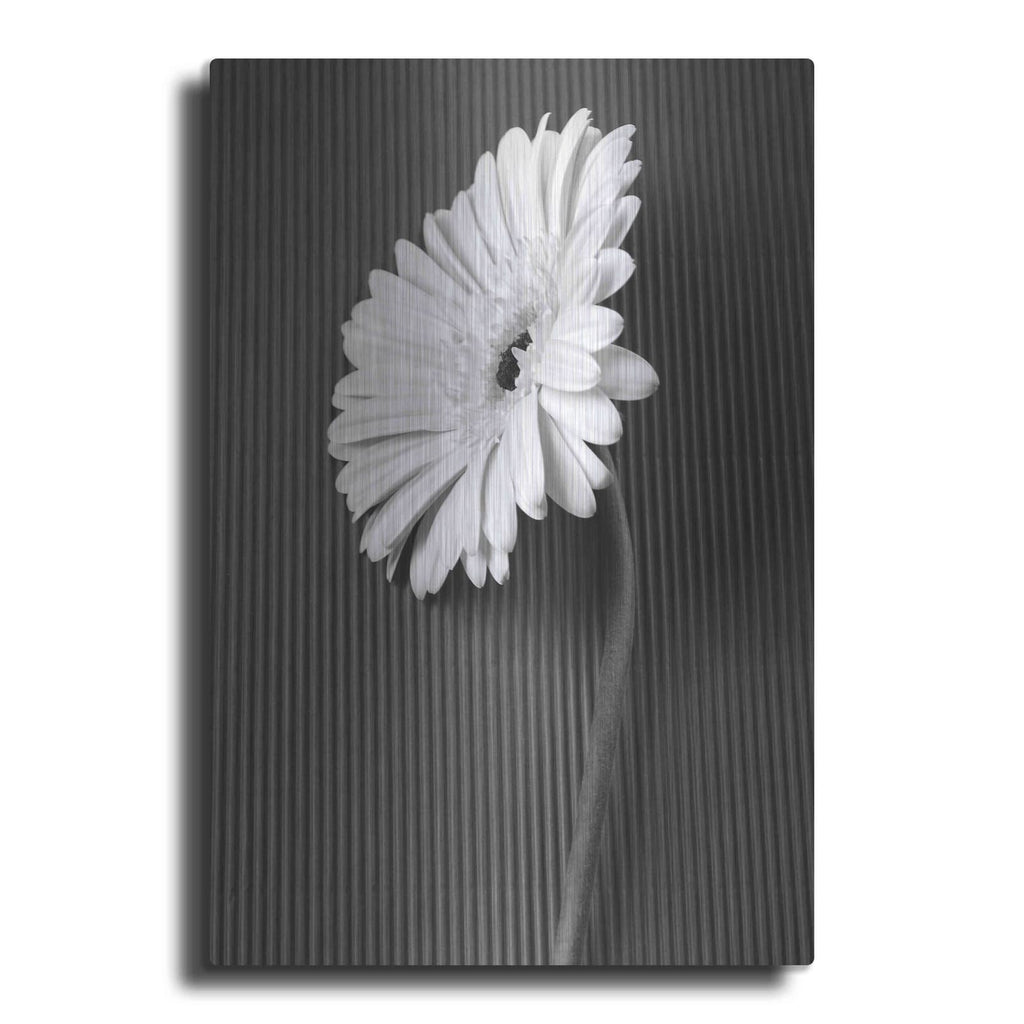 'Fresh Cut Daisy II' by Debra Van Swearingen – Metal Wall Art