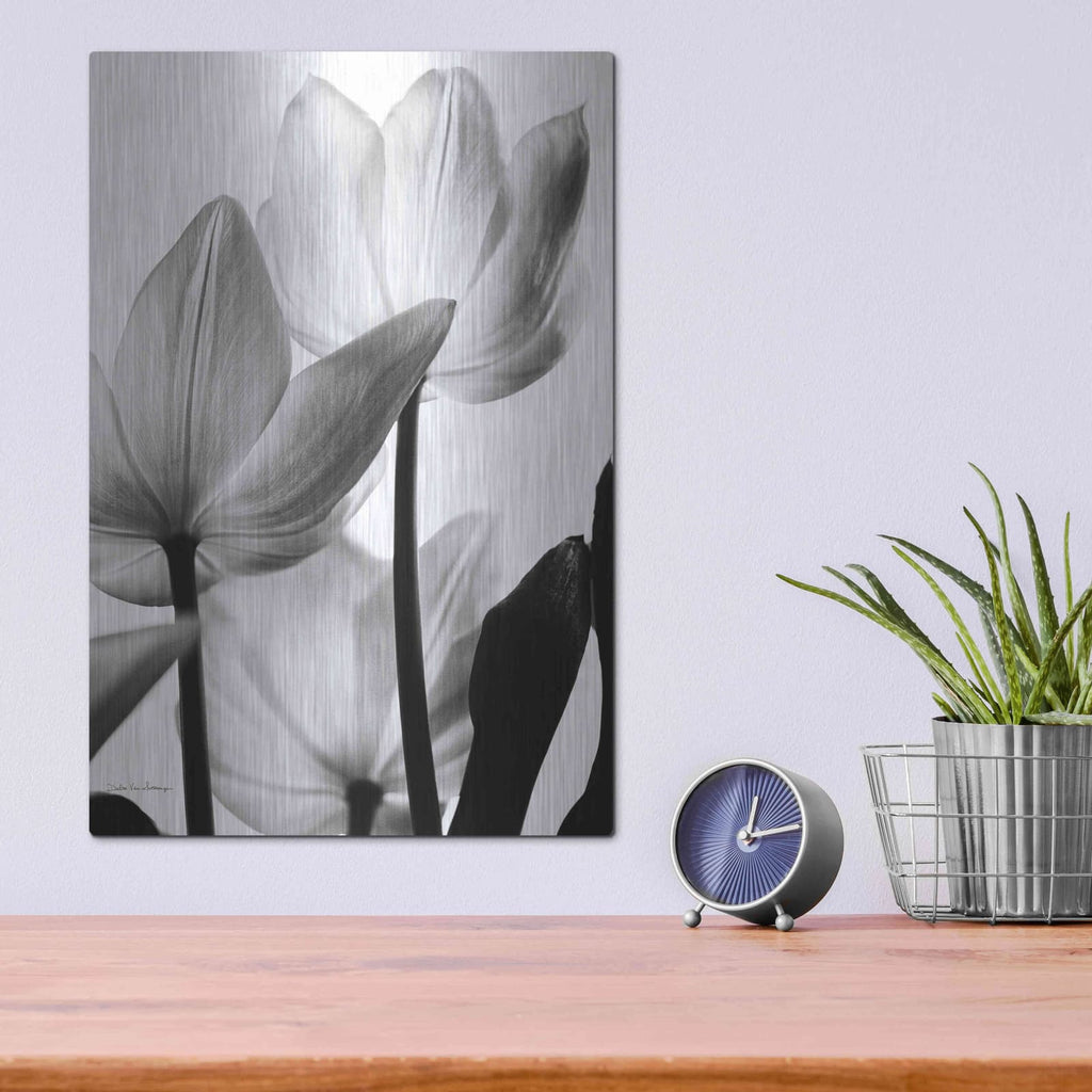 'Translucent Tulips III' by Debra Van Swearingen – Metal Wall Art, 12x16 room view