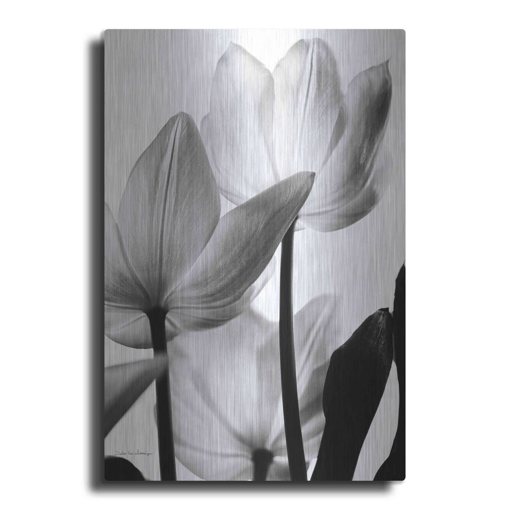 'Translucent Tulips III' by Debra Van Swearingen – Metal Wall Art