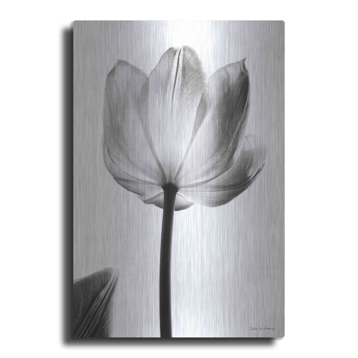 'Translucent Tulips I' by Debra Van Swearingen – Metal Wall Art