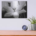 'Translucent Tulips IV' by Debra Van Swearingen – Metal Wall Art, 16x12 room view