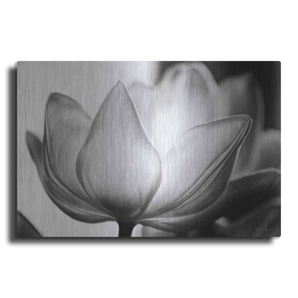 'Translucent Tulips VI' by Debra Van Swearingen – Metal Wall Art