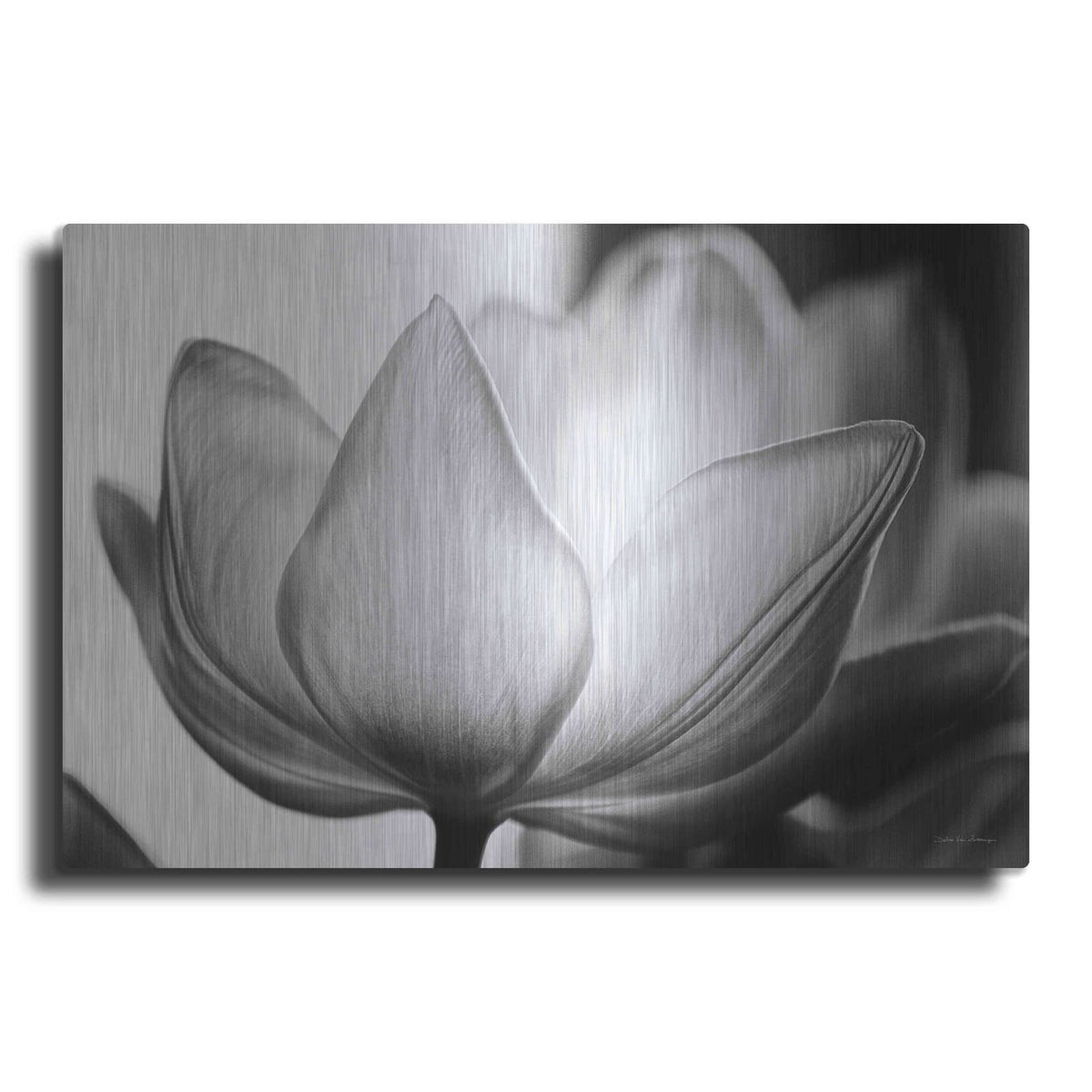 'Translucent Tulips VI' by Debra Van Swearingen – Metal Wall Art
