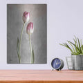 'Fresh Tulips III' by Debra Van Swearingen – Metal Wall Art, 12x16 room view