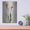 'Fresh Tulips IV' by Debra Van Swearingen – Metal Wall Art, 12x16 room view